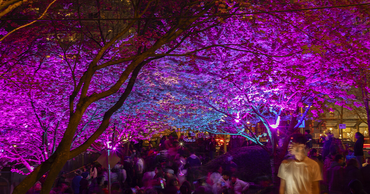 Blossoms After Dark（夜のお花見）