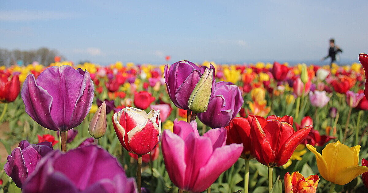 Skagit Valley Tulip Festival