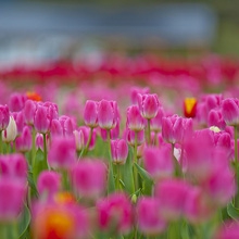 Abbotsford Tulip Festival