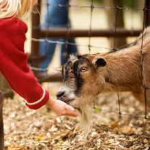 Family Day Weekend 「Petting Zoo」
